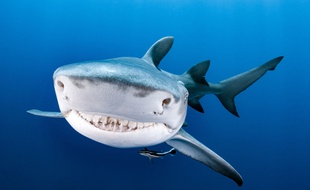 Un requin citron photographié au large de la Floride, le 14 juillet 2018.