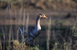 Le jeu du cou de l’oie de Saint-Bonnet-près-Riom fait polémique