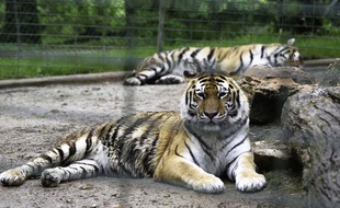 Plusieurs fauves seront exhibés à Wimille, dont un tigre.