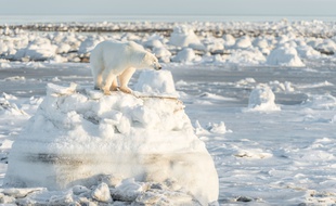 Un ours polaire dans l'Arctique (illustration).