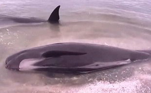 416 baleines se sont échouées sur une plage néo-zélandaise