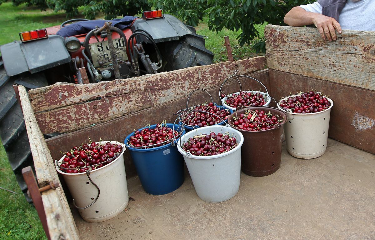 Pesticides : Interdiction d'importer des cerises venues de pays où le phosmet est légal