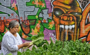 Une Mexicaine ramasse des légumes dans un jardin de 400 m2 dans Iztapalapa, une banlieue de Mexico, le 25 septembre 2009
