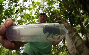 L'entomologiste Eli Wyman a découvert une abeille de Wallace, dans la forêt tropicale d'une île reculée de l'Indonésie.
