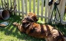 Pourquoi laisser son chien seul dans le jardin peut-il tourner au cauchemar ? Vols, fugues, empoisonnements… ce que tout maître doit savoir