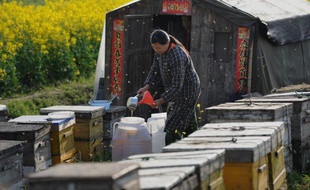 Avec 300.000 tonnes produites par an, la Chine est aujourd'hui le premier producteur de miel au monde.