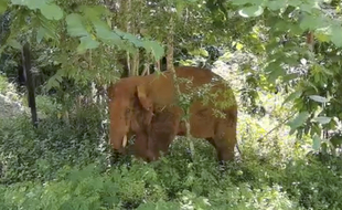 Un éléphant séparé de son troupeau en Chine en juin 2021 a été capturé et ramené dans sa réserve.