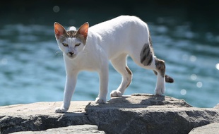 Chat pas content.