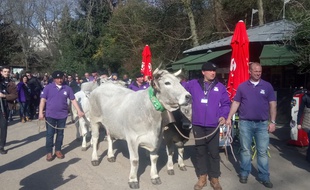Vaches, veaux et brebis ont défilé au parc des Buttes Chaumont.