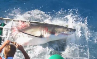 Un grand requin blanc attaque un bateau de touristes ! - Le Rewind (video)