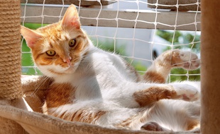 Si les chats résistent mieux à la chaleur que les chiens, ils n'en sont pas pour autant invulnérables
