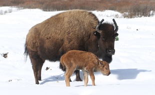 Un bison est né ce 22 avril 2017 dans le parc national de Banff, en Alberta (ouest), première naissance en 140 ans dans cet espace naturel des Rocheuses canadiennes.
