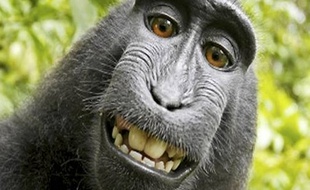 L'un des selfies réalisés par le macaque à crête qui avait chipé l'appareil de David Slater.