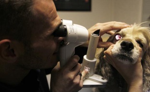 Un vétérinaire spécialisé en ophtalmologie, examine l'oeil d'un chien, le 30 novembre 2010 à la clinique Advetia à Paris.