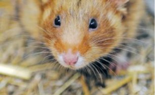 Le grand hamster d'Alsace.