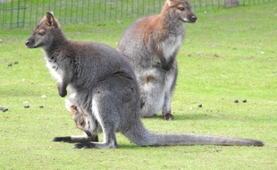 Des wallabies dans un zoo français.