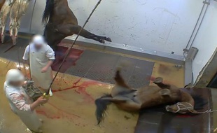 Une capture d'écran de la vidéo, diffusée le 14 octobre 2015, montrant des mauvais traitements dans l'abattoir d'Alès, dans le sud de la France