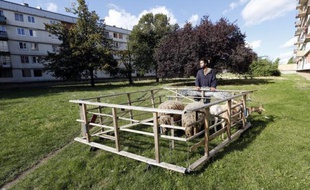 A Bagnolet, en Seine-Saint-Denis, depuis qu'un berger s'est installé entre des barres HLM, un carré d'herbe s'est transformé en pré et les chèvres Jennifer et Jessica sont devenues les stars de la cité.