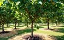 En été, cette astuce simple au pied des fruitiers booste l’humidité et garantit des récoltes généreuses sans arrosage excessif