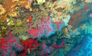 L'Etat a interdit jeudi 18 août 2011 la pêche au corail rouge à faible profondeur le long de la côte Catalogne française