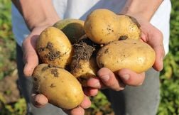Les prix des pommes de terre chutent face à une production exceptionnelle