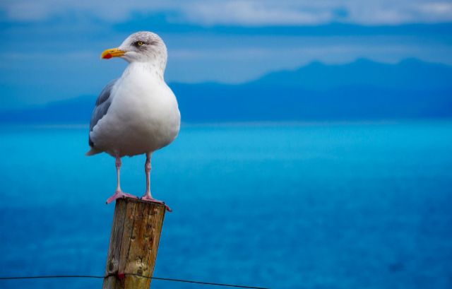 Lettonie : Il écrase des oeufs de mouette et écope... De 50.000 euros d'amende