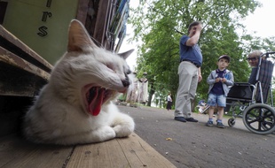 Un chat dans une rue de Uglich, en Russie