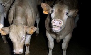 Un bovin de l'abattoir d'Auléon au Pays Basque.