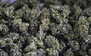 Toulouse : Une conductrice de 25 ans interceptée au péage avec 10 kg d’herbe de cannabis (illustration).