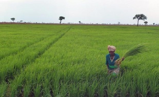 Aucune céréale n'est plus indispensable que le riz pour alimenter la planète: trois milliards d'humains en dépendent, aussi la troisième céréale la plus cultivée au monde est-elle l'objet d'intenses recherches scientifiques pour améliorer son rendement à l'hectare.