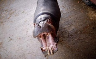 Un hippopotame de 11 ans saisi dans un cirque, va être transféré par avion vers une réserve d'Afrique du Sud, a indiqué le parc animalier de Saint-Martin-la-Plaine (Loire), qu'il a quitté mercredi matin après y avoir passé trois mois.