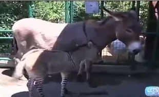 Capture d'écran d'une vidéo montrant Ippo, hybride né des amours d'un zèbre et d'une ânesse en juillet 2013.