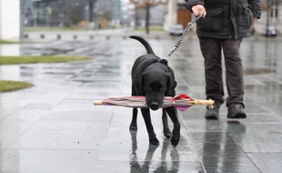 Le Parlement a reconnu aux animaux la qualité symbolique "d'êtres vivants doués de sensibilité"