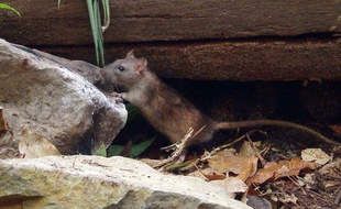 Un rat qui se balade dans un parc.