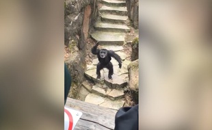 Un singe jette ses excréments sur une grand-mère - Le Rewind