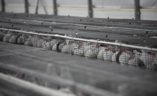L'association de protection animal L214 réclame l'interdiction de l'élevage en cage pour toutes les espèces.