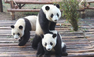Des pandas jouent à la base de Chengdu, en Chine, le 17 novembre 2012.