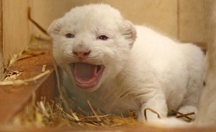 Le 28 janvier 2014, trois lions blancs sont nés au zoo de Boryszew en Pologne.