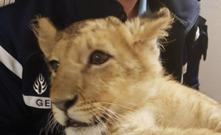 Le lionceau découvert dans les Pyrénées-Orientales