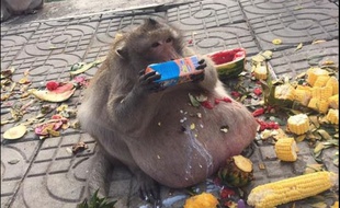 Uncle Fatty, le singe obèse star du Web