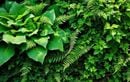 N’attendez plus pour transformer un coin ombragé : plantez hostas, fougères et lierre cet automne pour un jardin éclatant sans arrosage