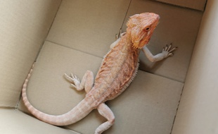 Le pogona récupéré par les pompiers de Nîmes
