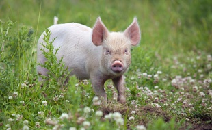 En matière de greffes d'organes, le cochon serait l'avenir de l'homme.