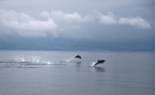 Dauphins aux Açores (Portugal)