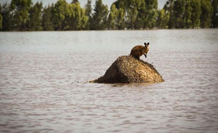Un kangourou coincé par les inondations record qui frappent l'Australie, à Dalby, dans le Queensland, le 30 décembre 2010.