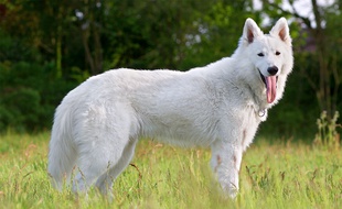 Un berger blanc suisse (illustration)