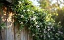 Ces 3 plantes grimpantes qui transforment votre clôture en chef-d’œuvre naturel