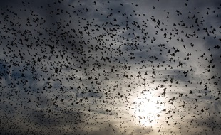 «Murmuration» dans le ciel d'Israël