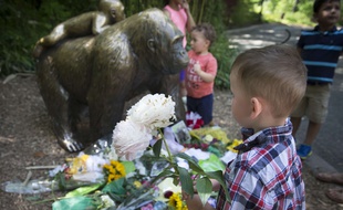 Un petit garçon dépose des fleurs au pied d'une statue de gorille au zoo de Cincinnati.
