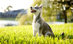 Une vidéo de deux chiots husky tentant de gravir un muret fait fondre internet